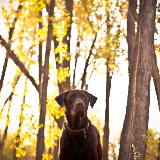 Dog in Autumn Garden - Obrázkek zdarma pro iPad 2