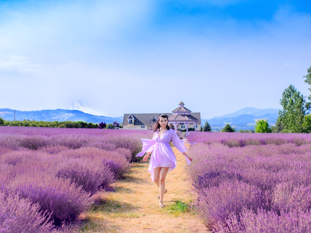 Summertime on Lavender field wallpaper 1024x768