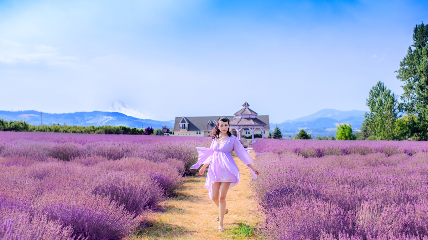 Summertime on Lavender field wallpaper 1366x768