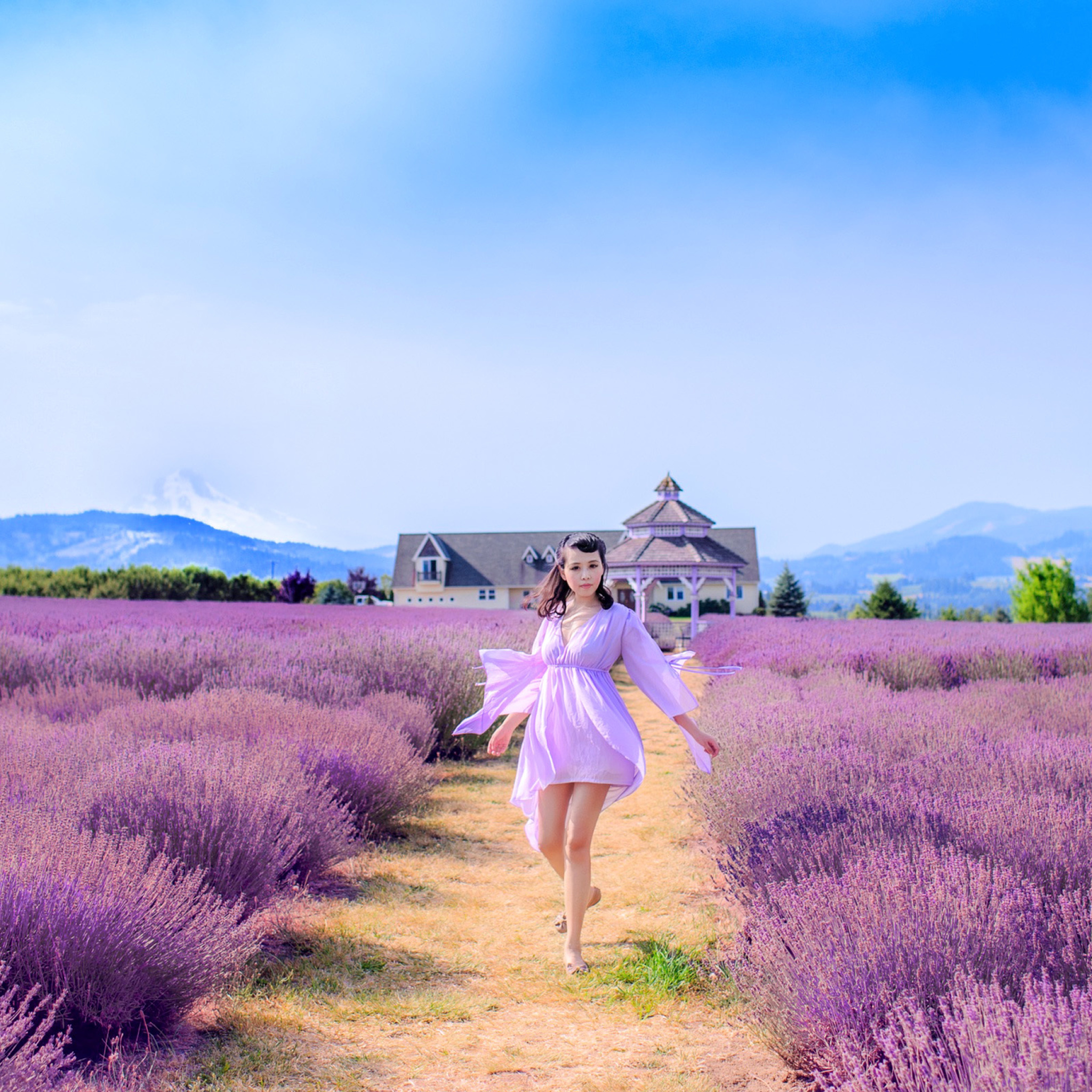 Summertime on Lavender field wallpaper 2048x2048