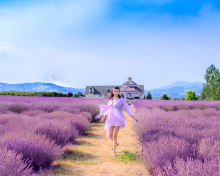 Summertime on Lavender field wallpaper 220x176