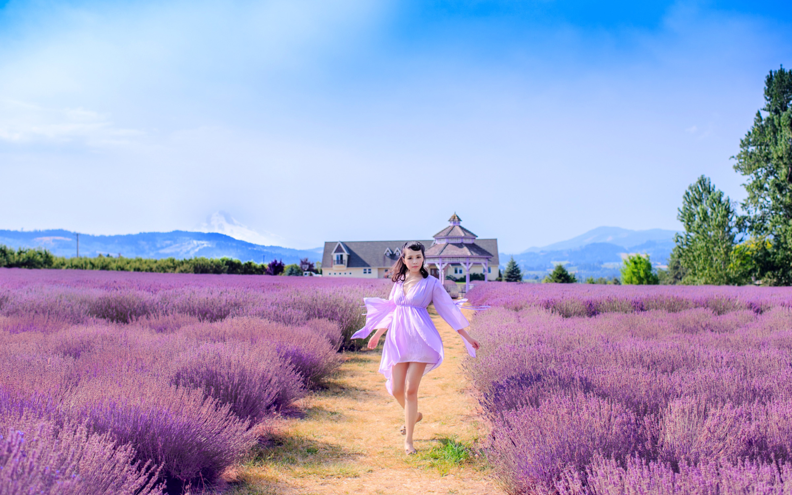 Summertime on Lavender field wallpaper 2560x1600