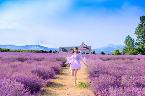 Summertime on Lavender field wallpaper 480x320