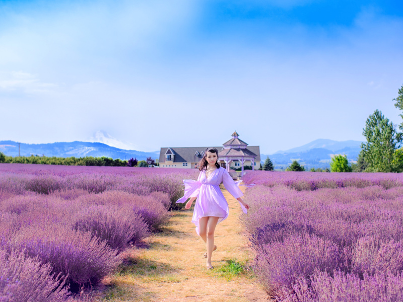 Das Summertime on Lavender field Wallpaper 800x600