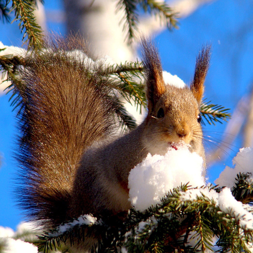 Fondo de pantalla Squirrel Eating Snow 1024x1024