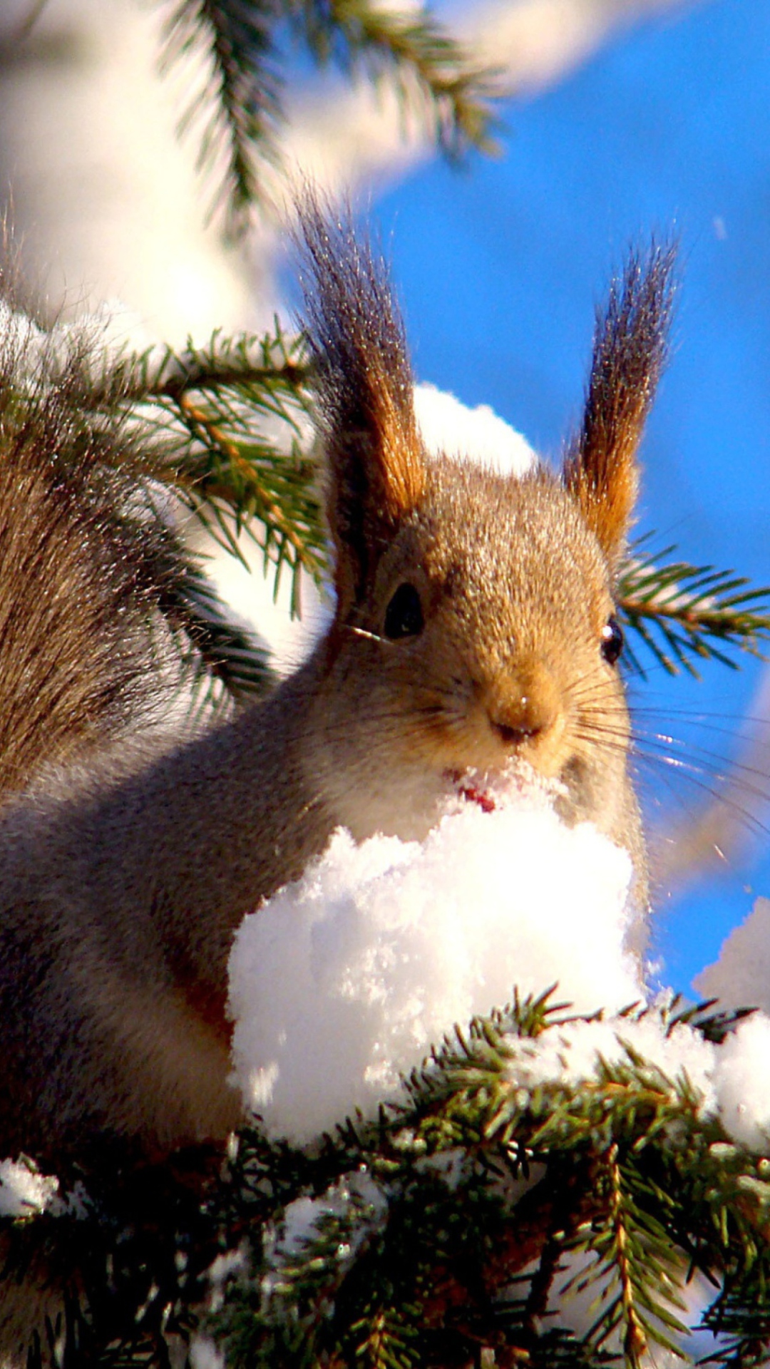 Обои Squirrel Eating Snow 1080x1920