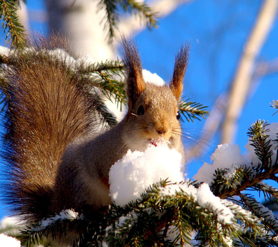 Обои Squirrel Eating Snow 1080x960