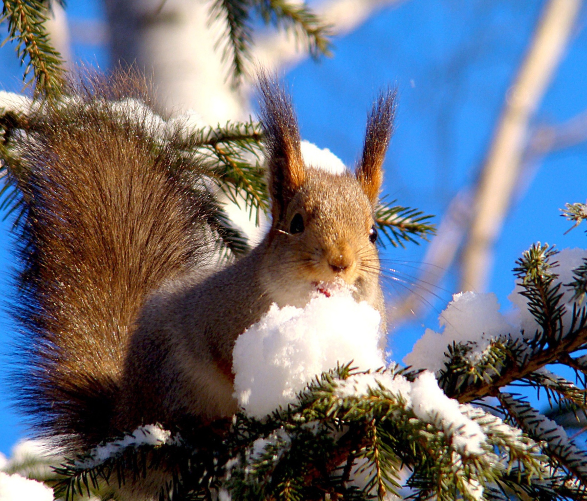 Squirrel Eating Snow wallpaper 1200x1024