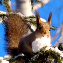 Das Squirrel Eating Snow Wallpaper 128x128