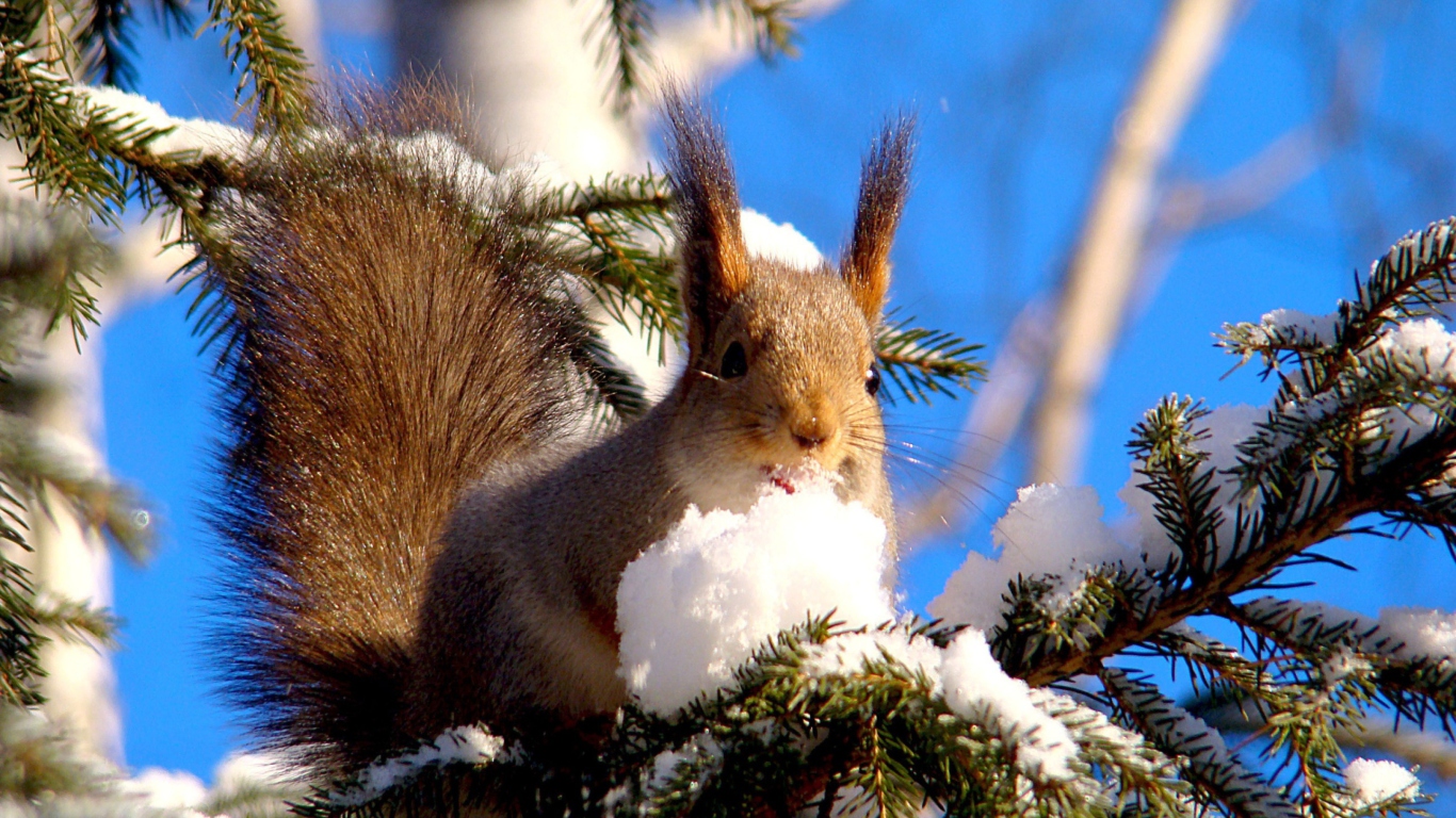 Squirrel Eating Snow wallpaper 1366x768