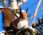 Обои Squirrel Eating Snow 176x144