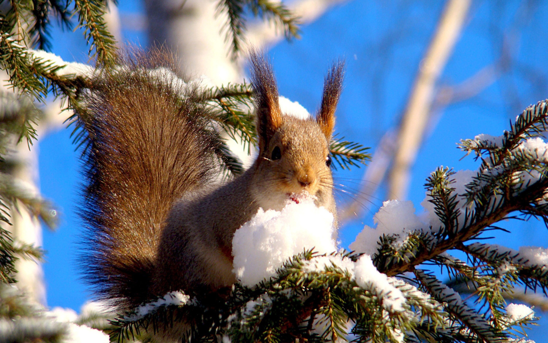 Sfondi Squirrel Eating Snow 1920x1200