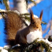Sfondi Squirrel Eating Snow 208x208