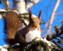 Обои Squirrel Eating Snow 220x176