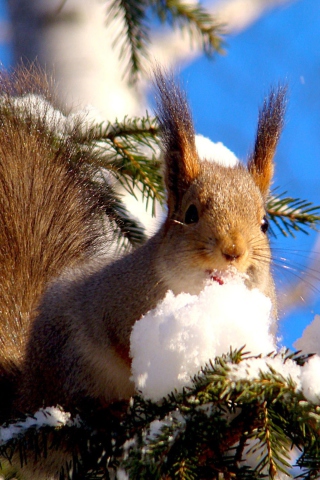 Sfondi Squirrel Eating Snow 320x480
