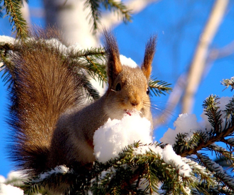 Fondo de pantalla Squirrel Eating Snow 480x400