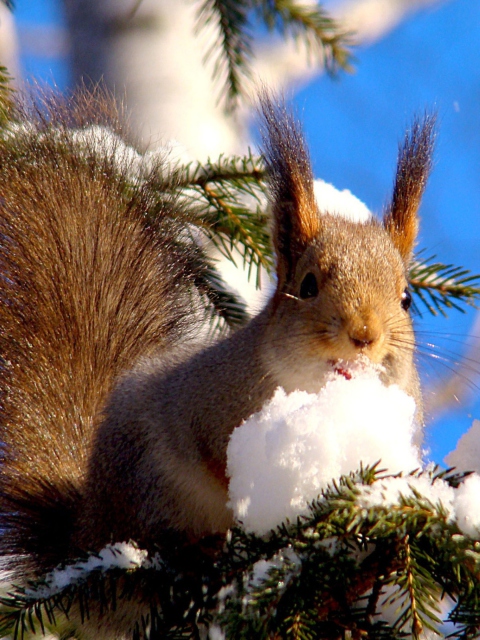 Squirrel Eating Snow wallpaper 480x640