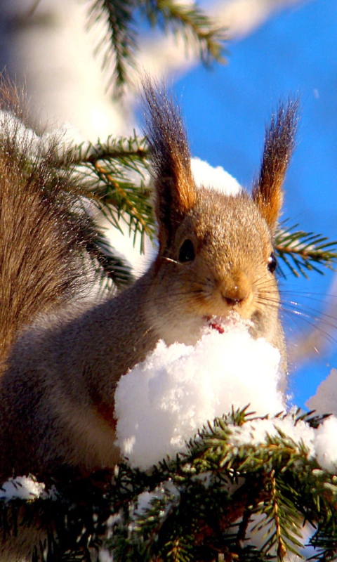 Sfondi Squirrel Eating Snow 480x800
