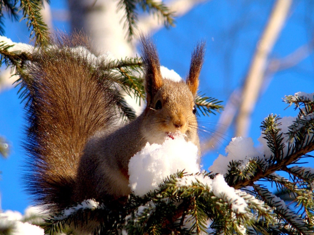Обои Squirrel Eating Snow 640x480