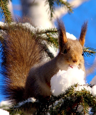 Kostenloses Squirrel Eating Snow Wallpaper für Nokia Lumia 1520