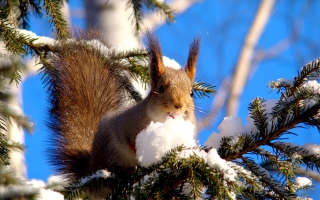 Squirrel Eating Snow - Obrázkek zdarma 