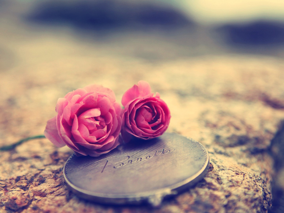 Fondo de pantalla Miniature Roses 1152x864