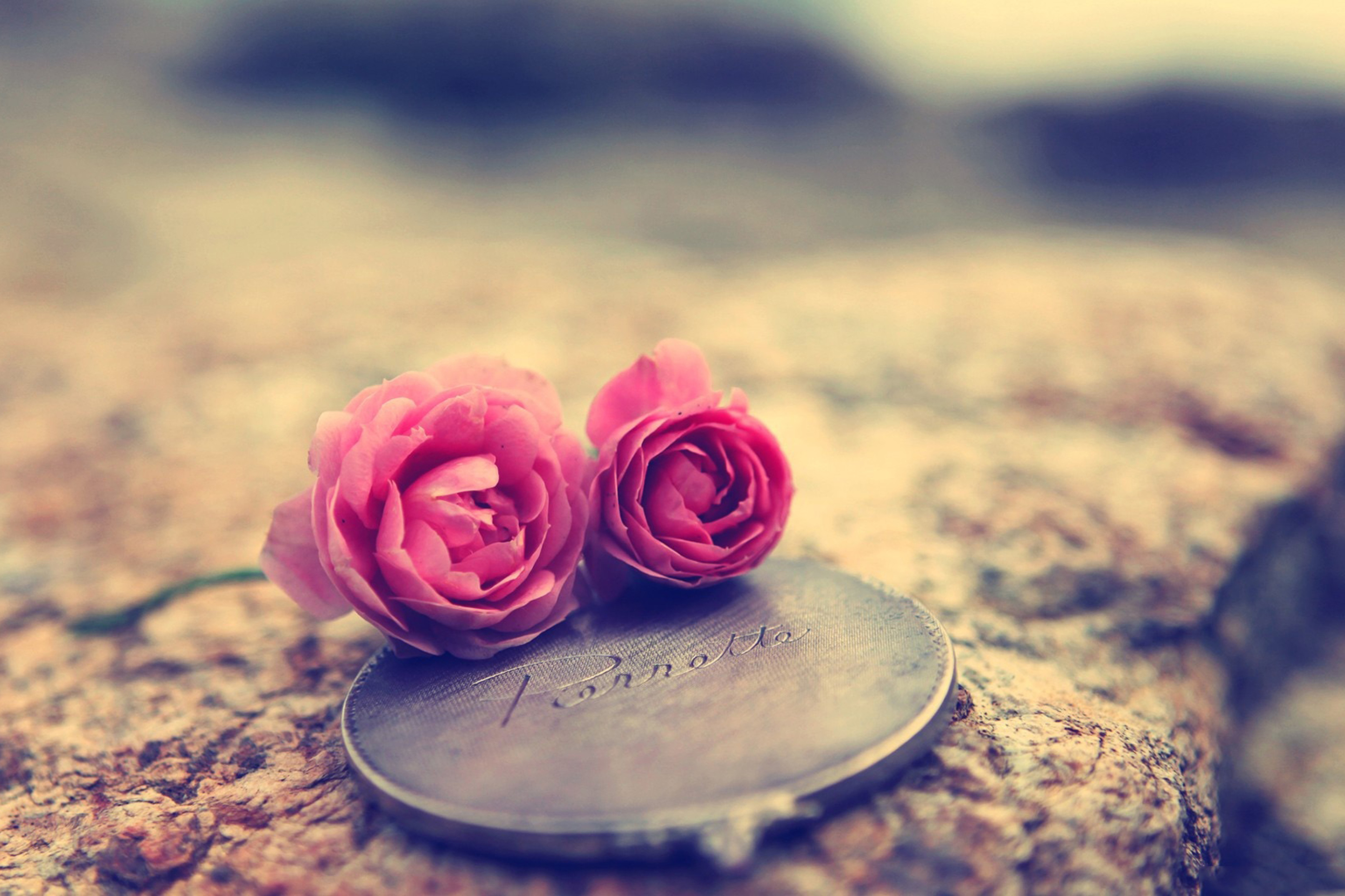 Sfondi Miniature Roses 2880x1920