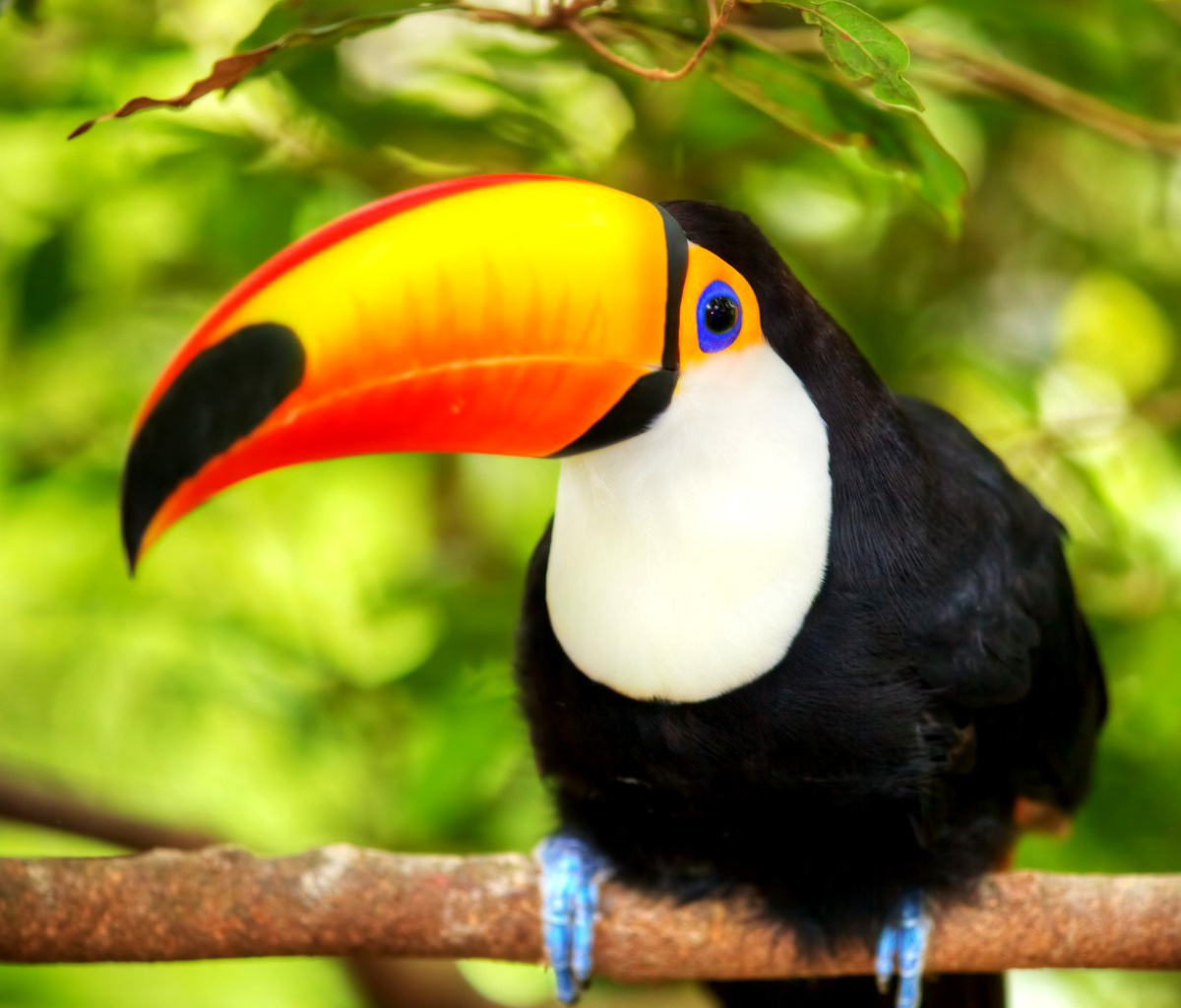 Das Toucan Bird Wallpaper 1200x1024