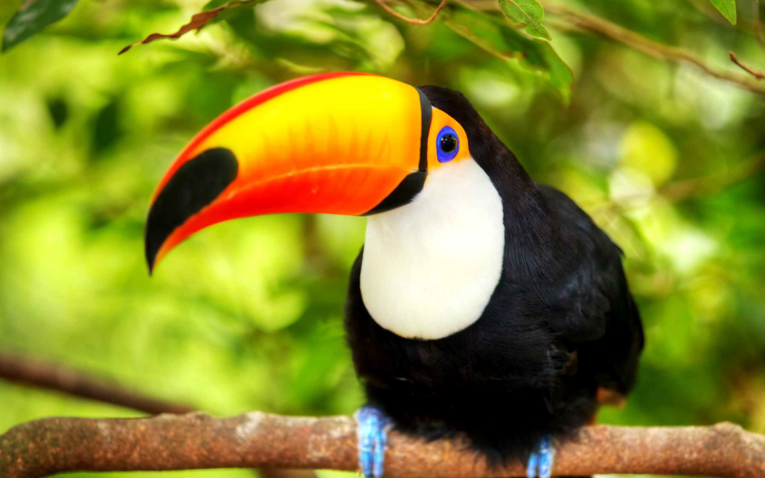 Das Toucan Bird Wallpaper 2560x1600