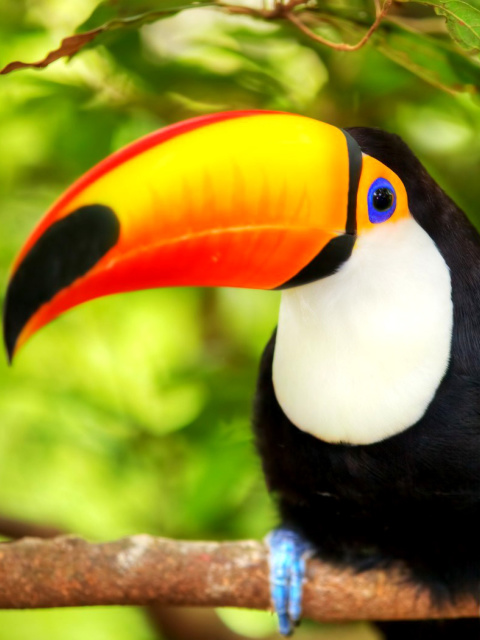 Sfondi Toucan Bird 480x640