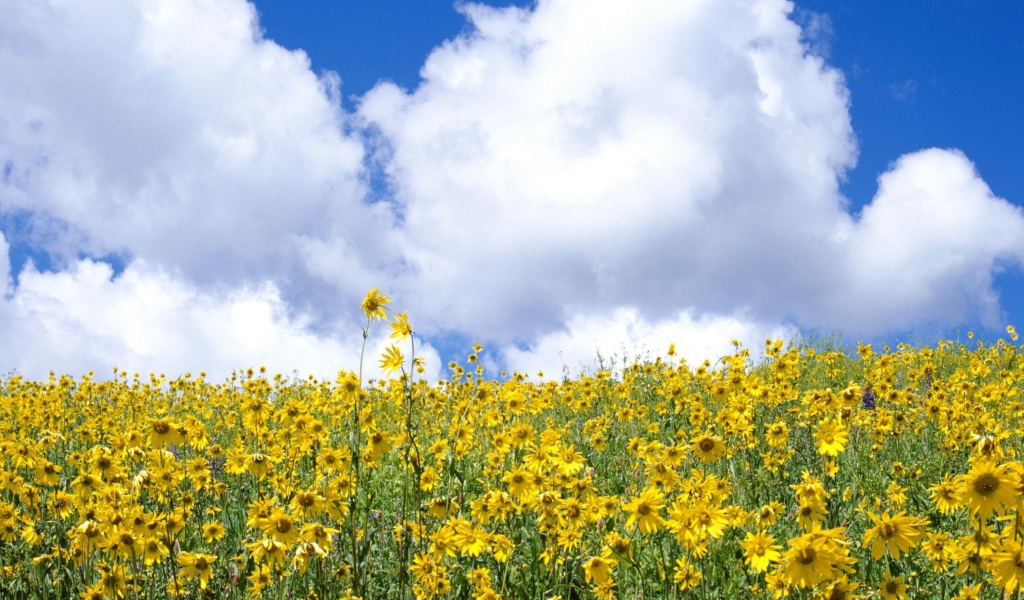 Обои Yellow Wildflowers 1024x600