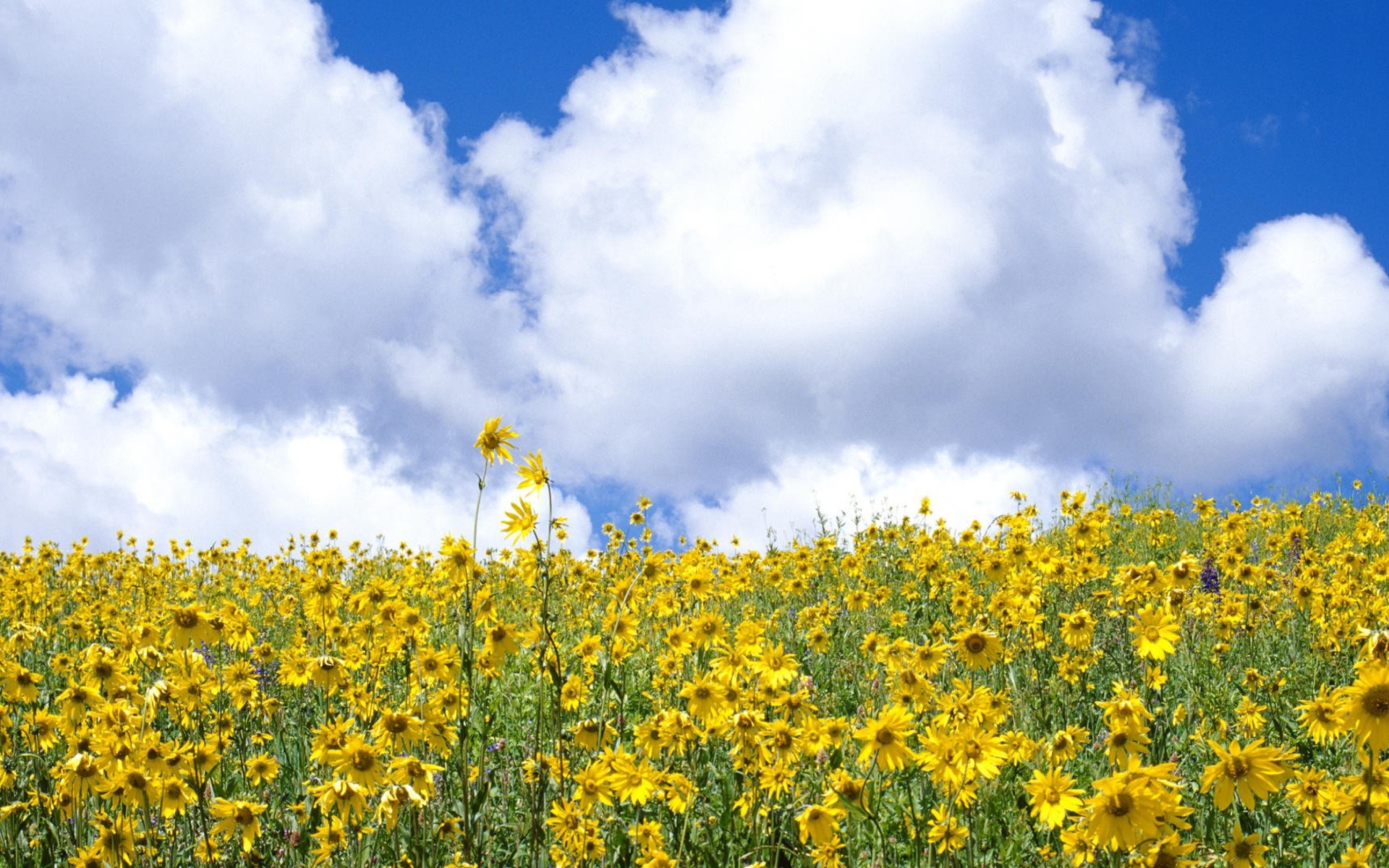 Fondo de pantalla Yellow Wildflowers 1920x1200
