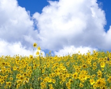 Обои Yellow Wildflowers 220x176