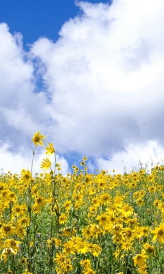 Yellow Wildflowers screenshot #1 240x400