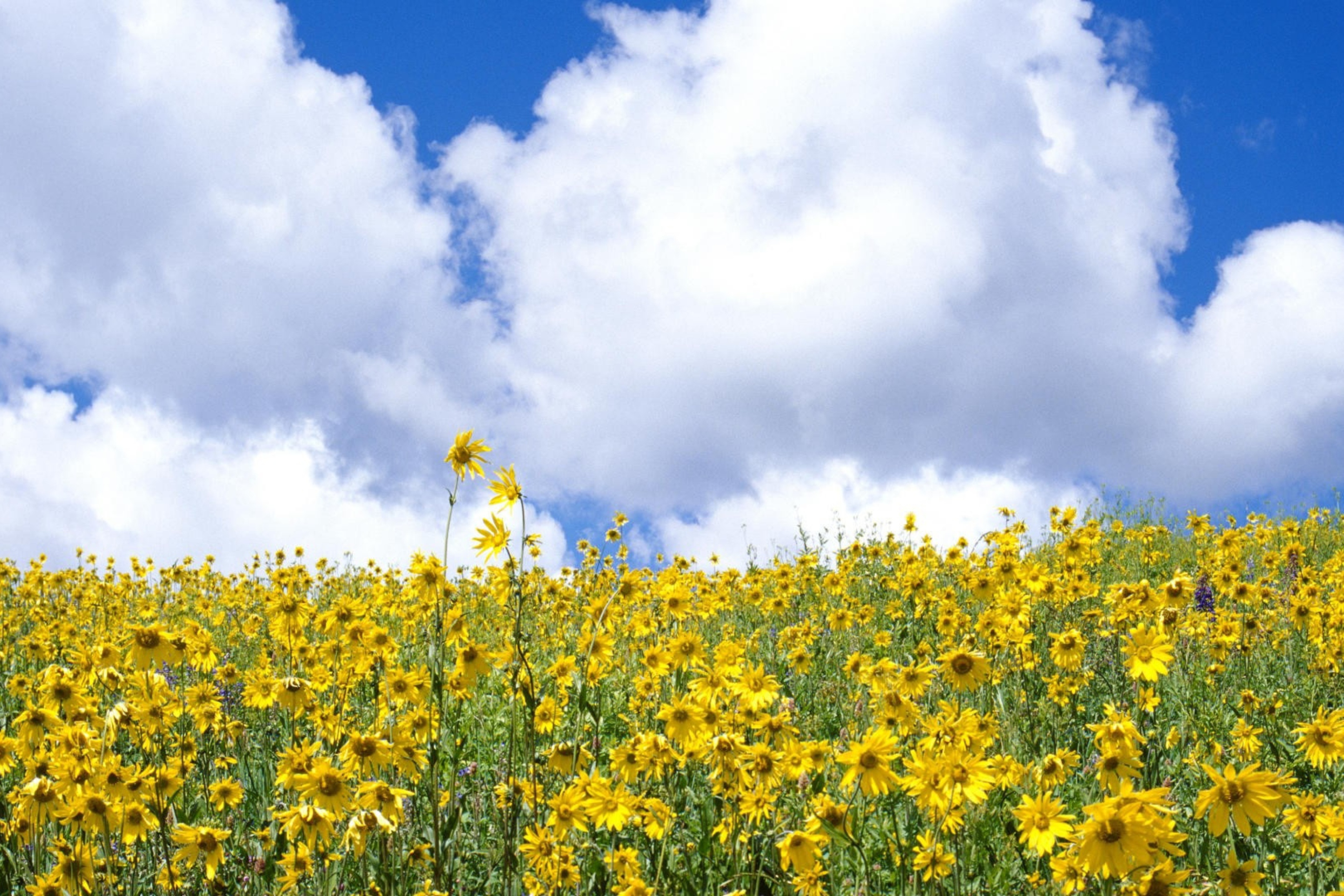 Fondo de pantalla Yellow Wildflowers 2880x1920