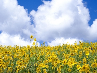 Screenshot №1 pro téma Yellow Wildflowers 320x240