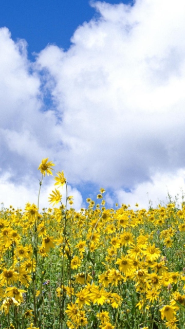 Das Yellow Wildflowers Wallpaper 360x640