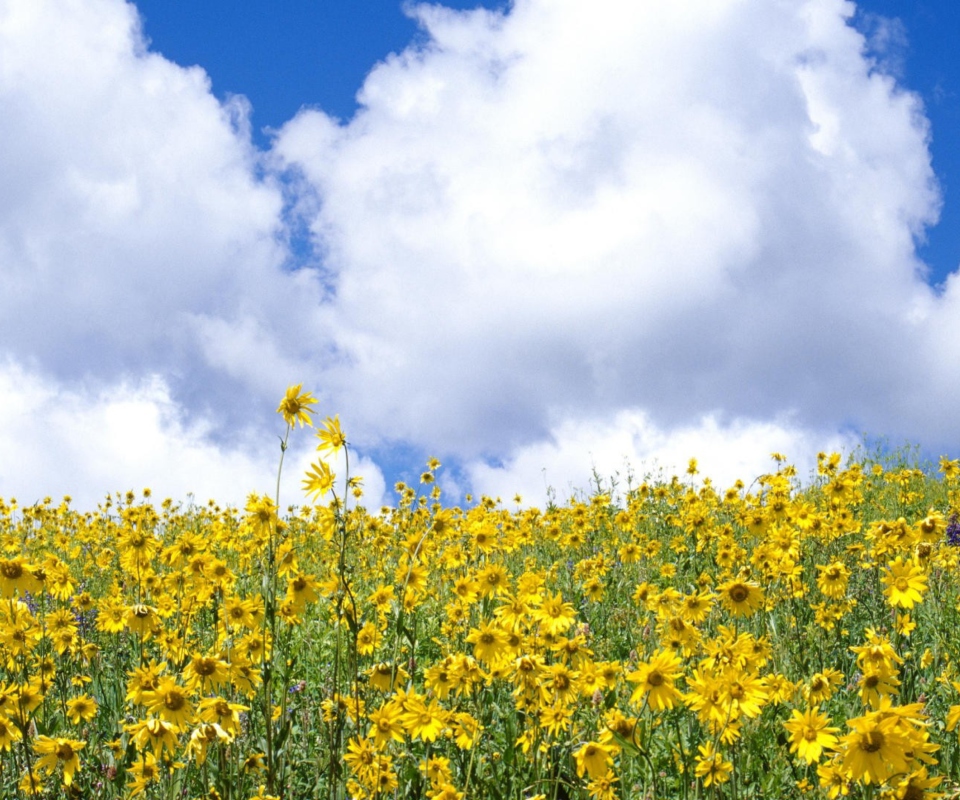 Das Yellow Wildflowers Wallpaper 960x800