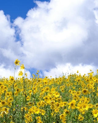 Kostenloses Yellow Wildflowers Wallpaper für iPhone XR