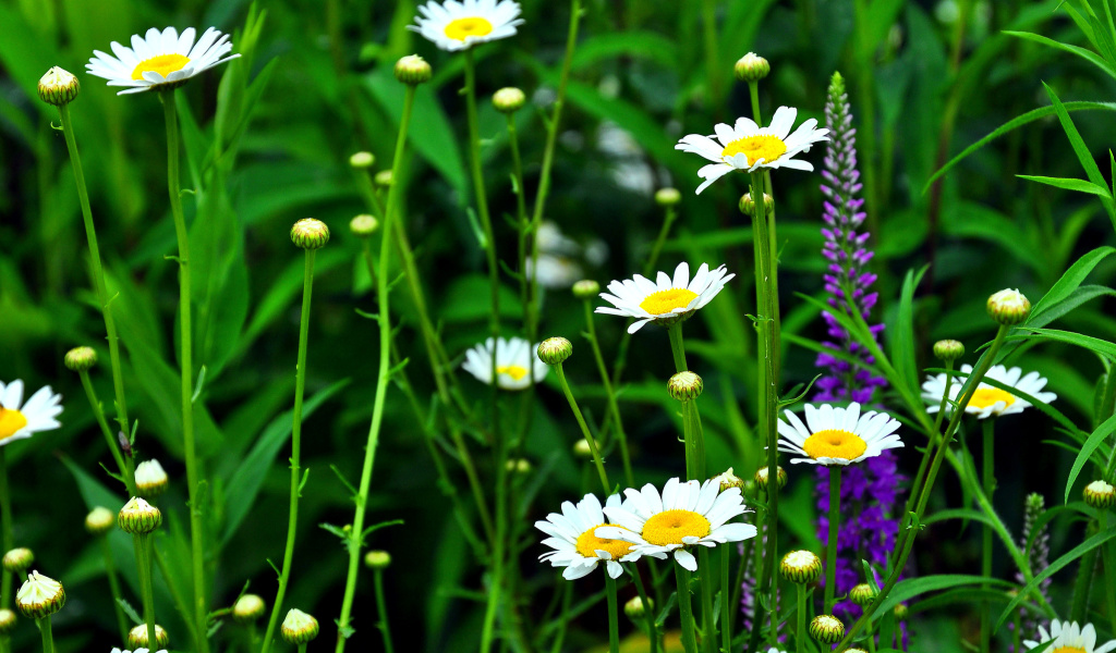 Screenshot №1 pro téma Daisies Field 1024x600