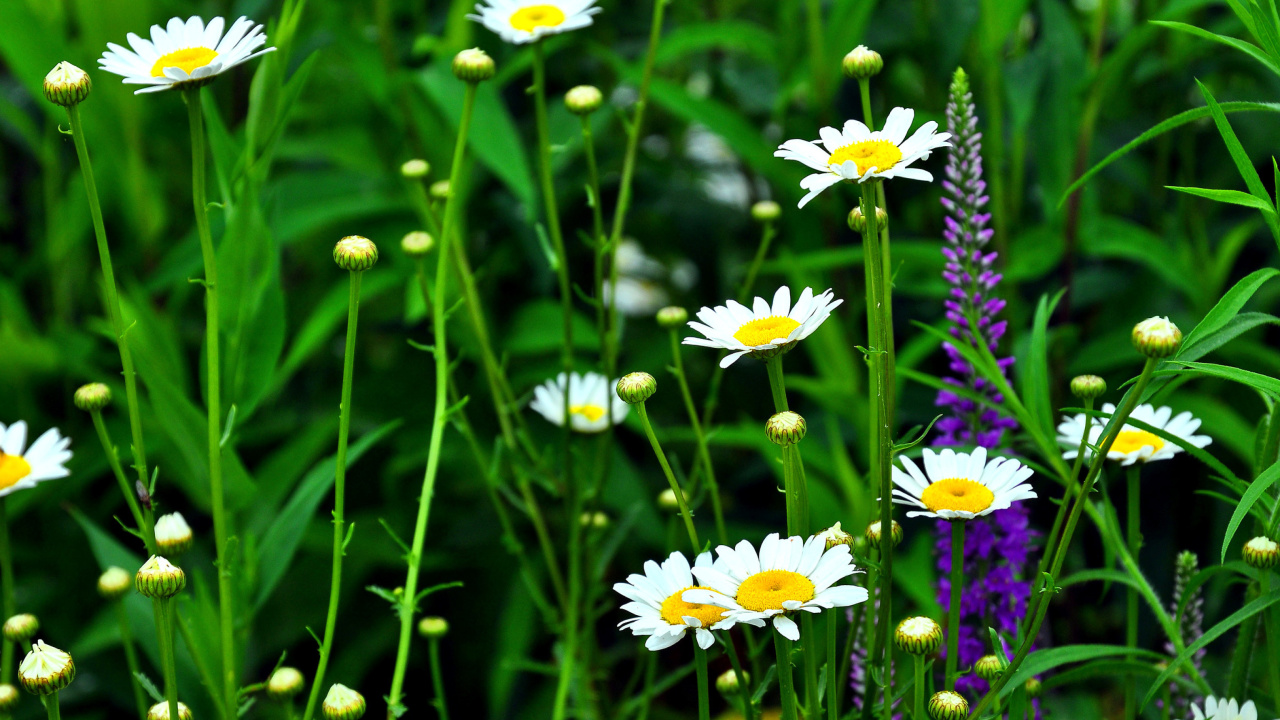 Screenshot №1 pro téma Daisies Field 1280x720