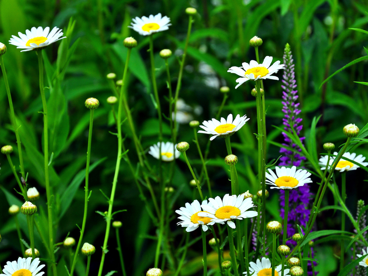 Screenshot №1 pro téma Daisies Field 1280x960