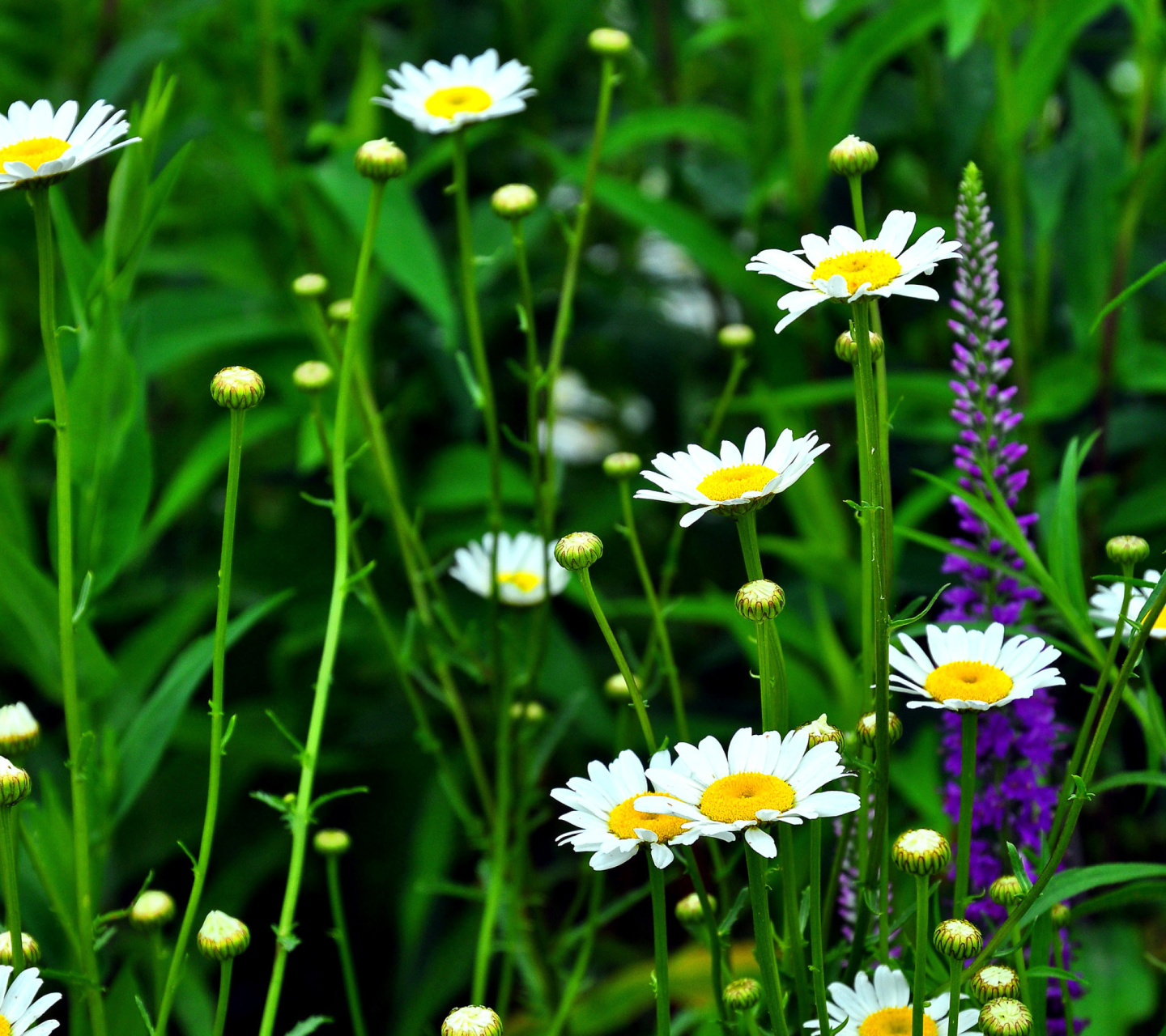 Das Daisies Field Wallpaper 1440x1280