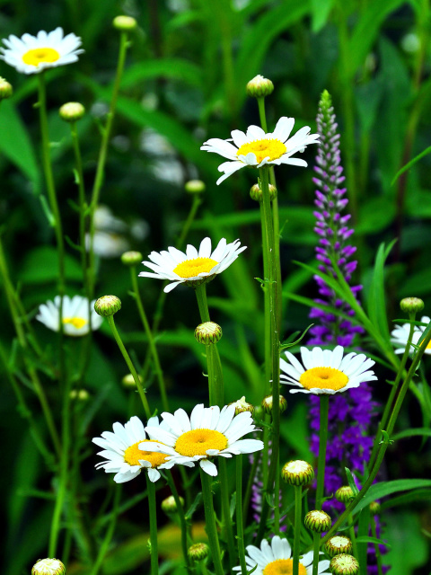 Fondo de pantalla Daisies Field 480x640