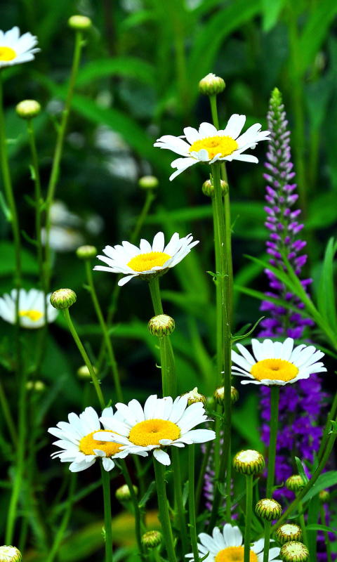 Das Daisies Field Wallpaper 480x800