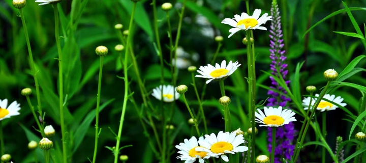 Das Daisies Field Wallpaper 720x320