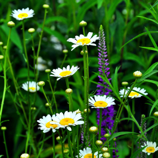 Daisies Field sfondi gratuiti per 1024x1024