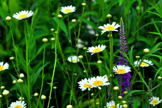 Free Daisies Field Picture for Android, iPhone and iPad