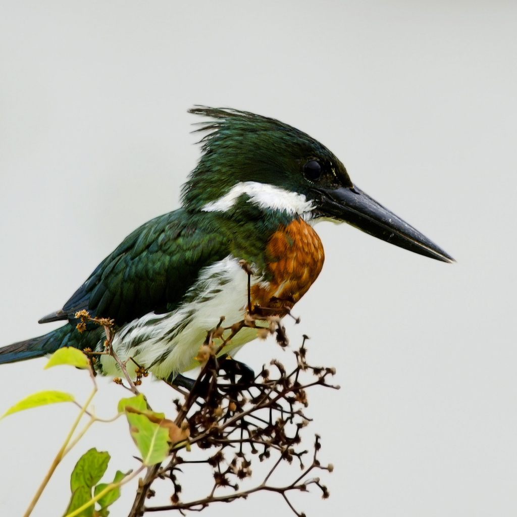 Kingfisher wallpaper 1024x1024