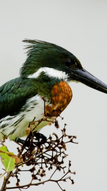 Sfondi Kingfisher 360x640